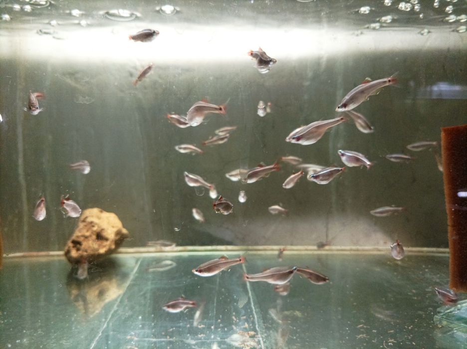 Аквариумни рибки-Анцитруси,Гупи,Молинези