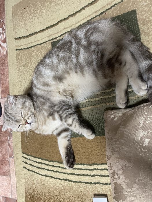 British Shorthair сұр-күміс жолақты tabby түсі