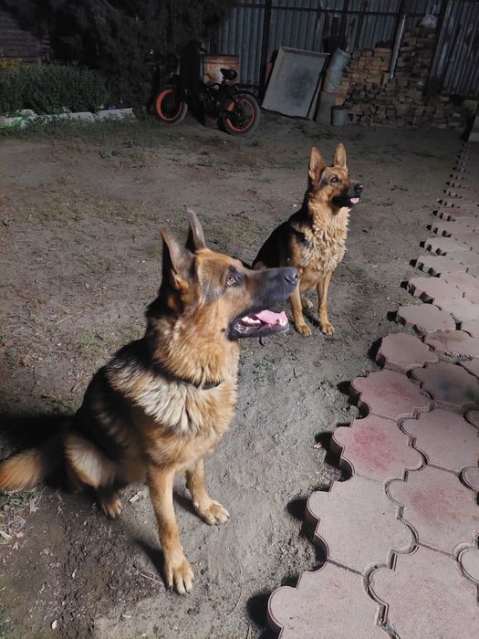 Немецкие овчарки