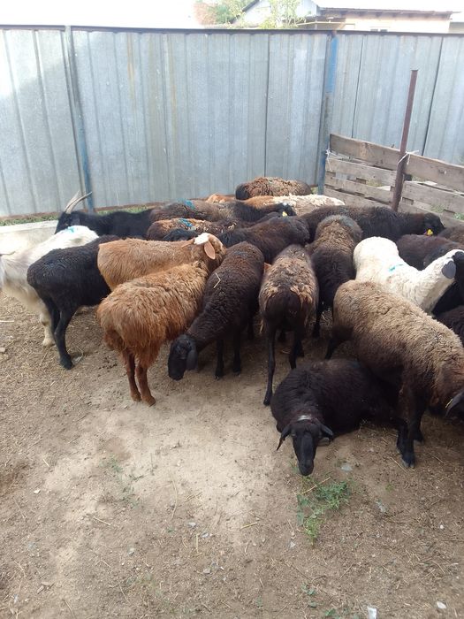 Кой баран барашек жылкы сиыр токты марка