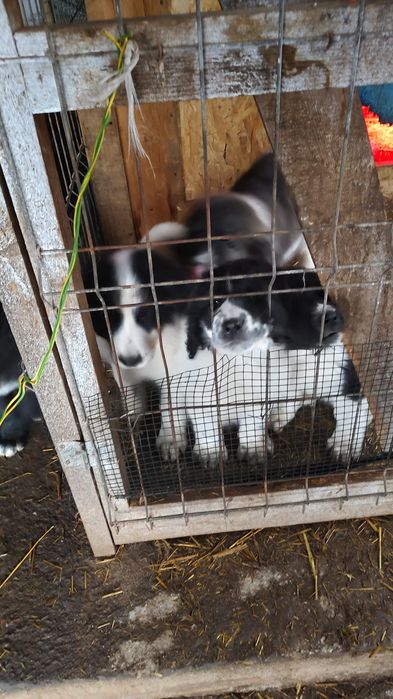 Cautam stapani iubitori