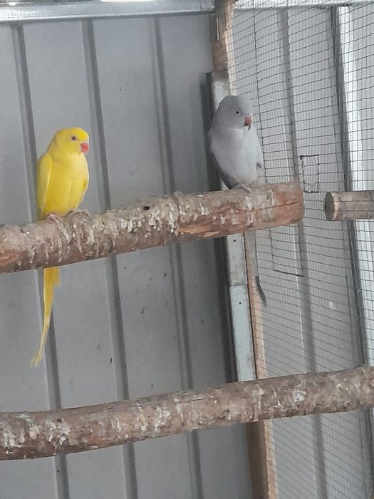 Vând Micul Alexander