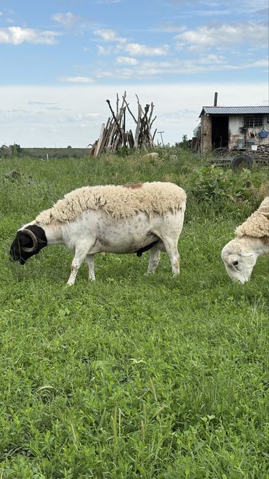 Vand 2 berbeci foarte buni pentru monta.