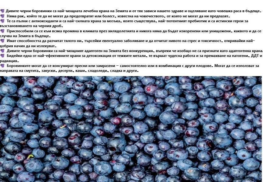 замразени диви боровинки