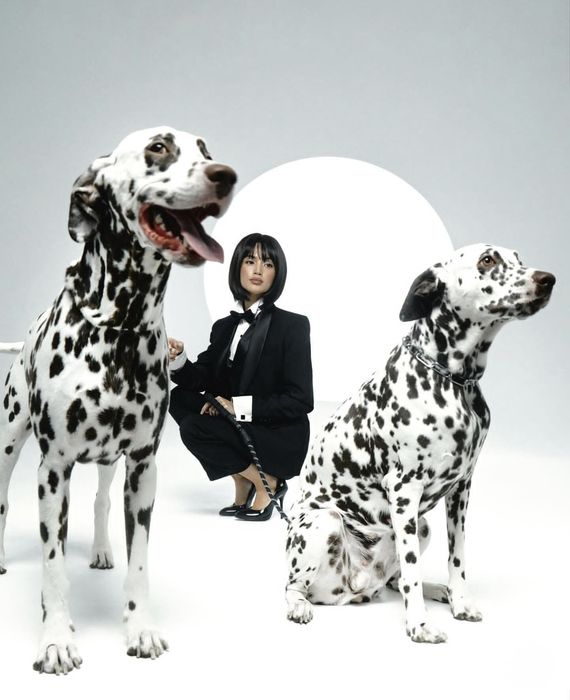 Далматин на фотоссесию