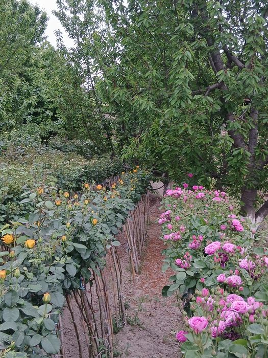 Котта.кучатлар.савдоси