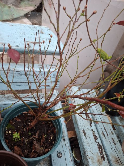 Голубика саженцы оптом