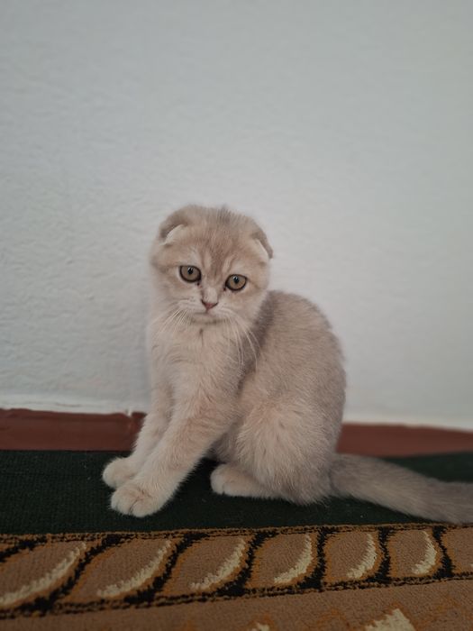 Zotli mushuk bor