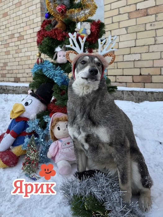 Ищем семью не проходите мимо!!!