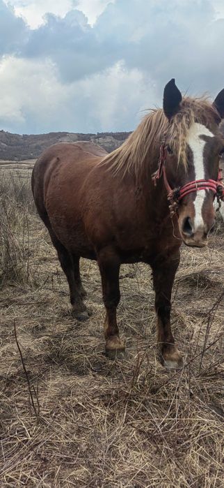 Vând Iapa de  6 ani