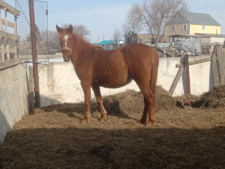 Продам две кобылы полукровки.