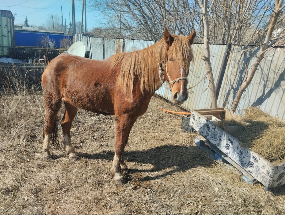 Лошадь жорга 4-х годовалый