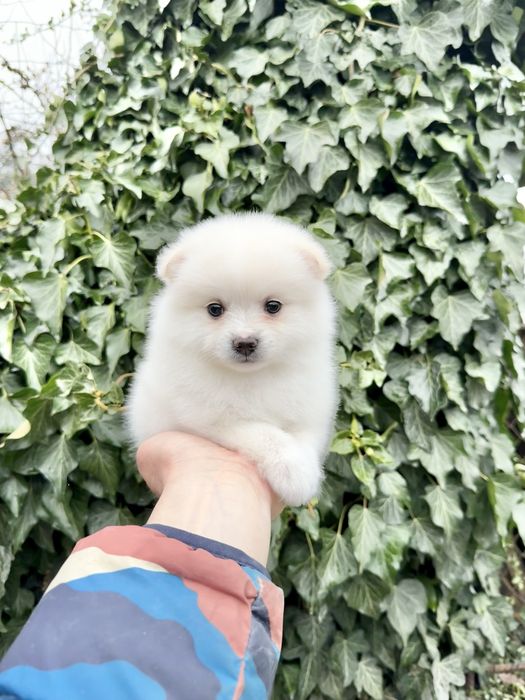 Померан мини момиче. Померанче