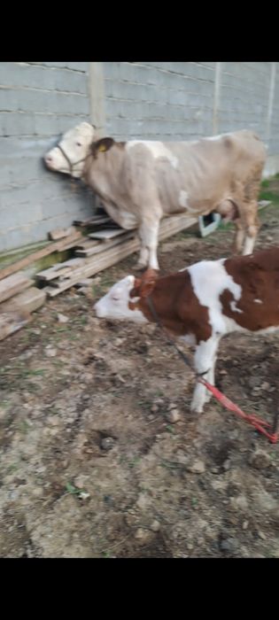 Корова с теленком. Продам