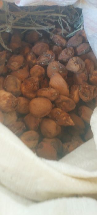 urik g'ulin sotiladi yaxsh qurt tushmagan toza