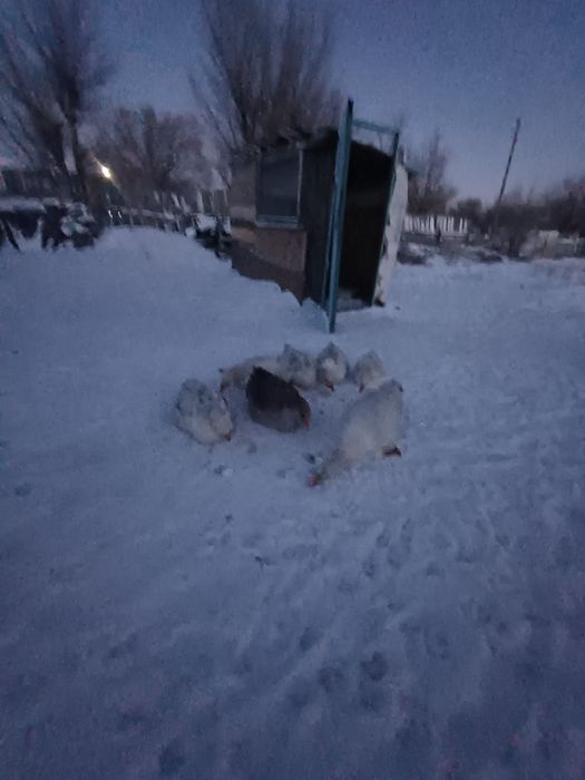 Продам гусей хороший домашний