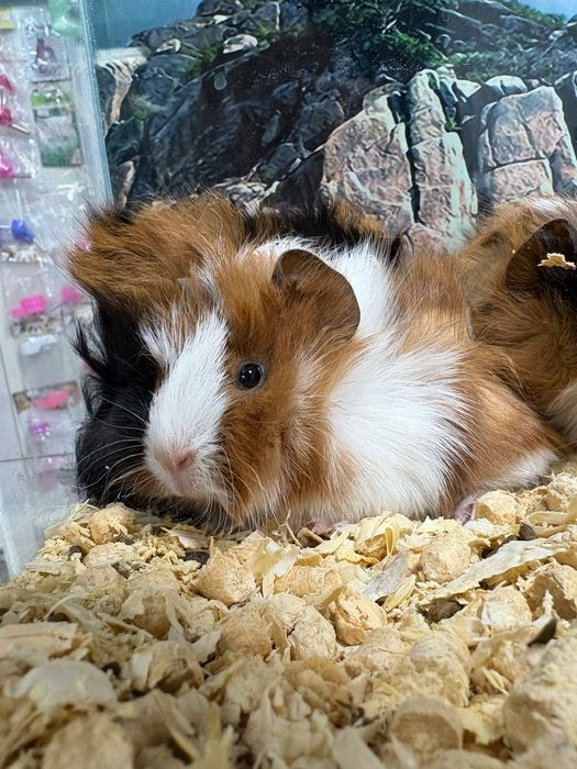 Морские свинки ( продаю)