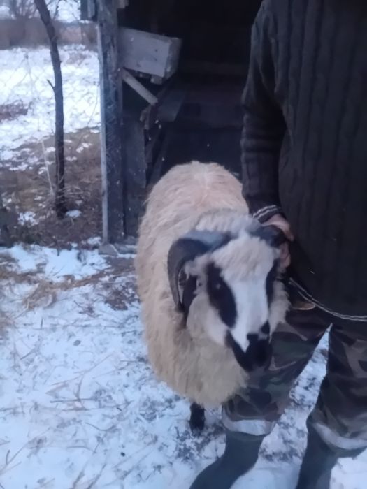 Vând berbec brez.10luni