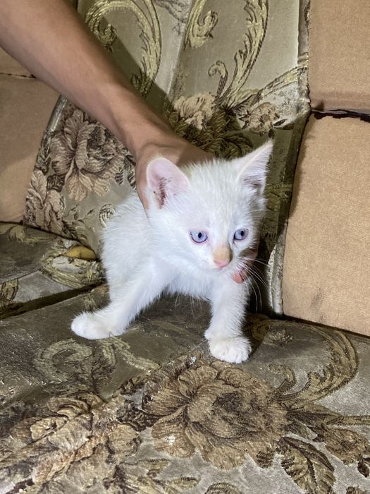 Отдам котят в хорошие руки