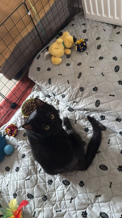 Căutăm Foster pentru un luptător mic .Pisic salvat de pe strada