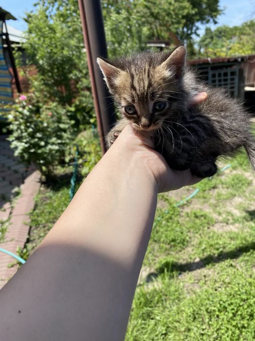 Отдам котят в хороший руки