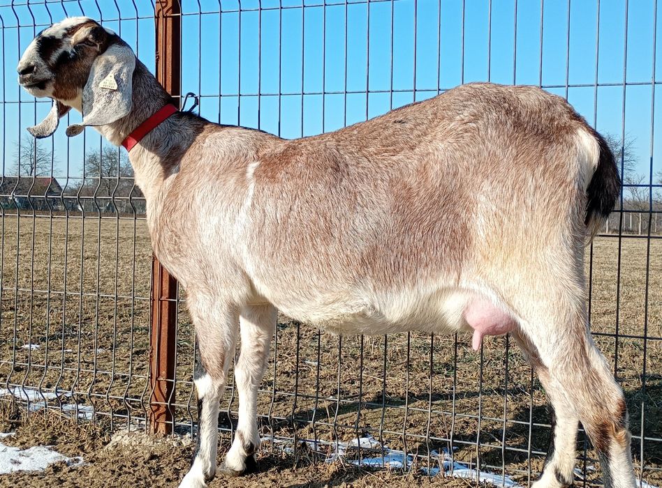 Anglonubiana la prima fătare