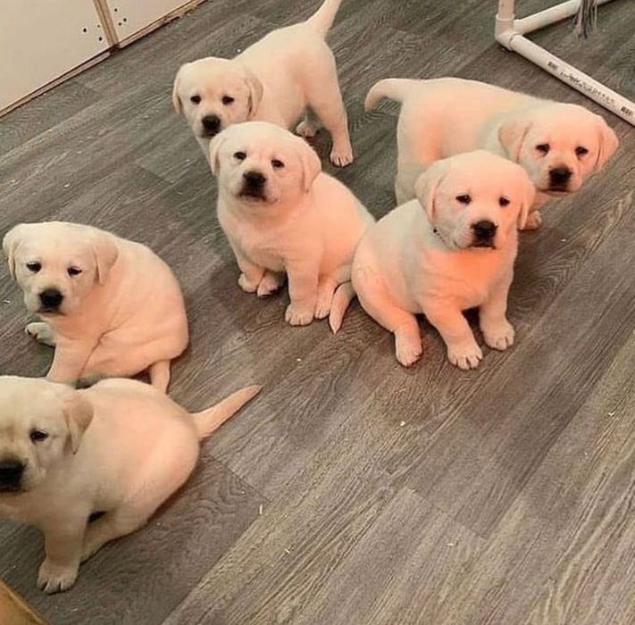 Малыши Лабрадора