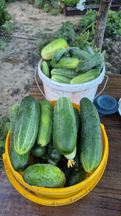 Продам домашние огурцы
