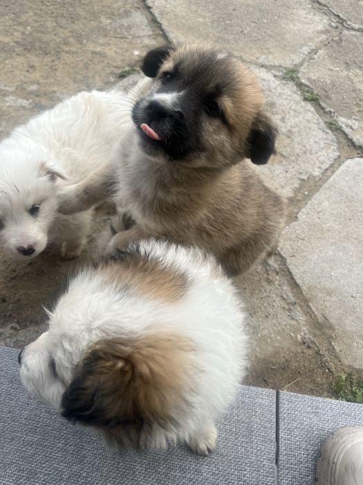 Отдам щенков мальчик и девочки