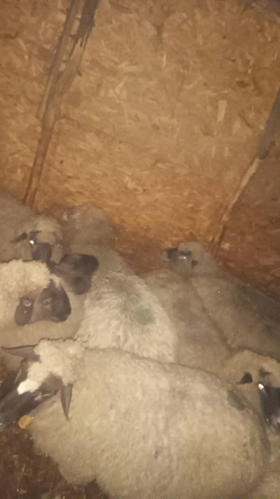 Vand 3 berbeci foarte frumosi