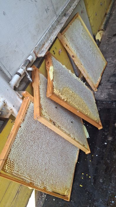 Пчелосемя и пакеты