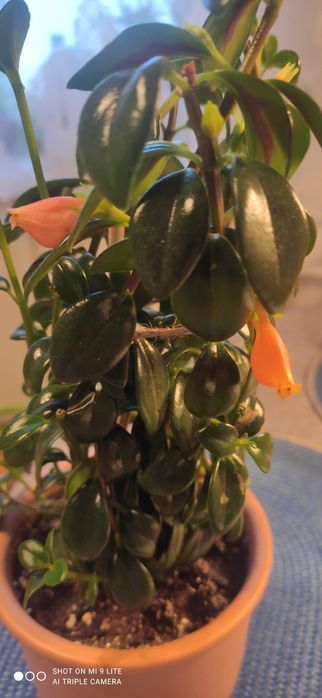 Продам комнатный цветок  нематантус