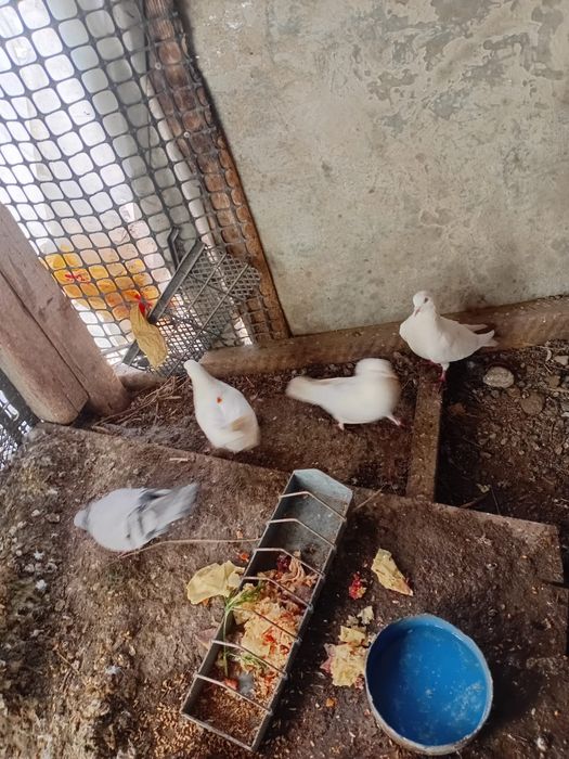 Продаются  голуби