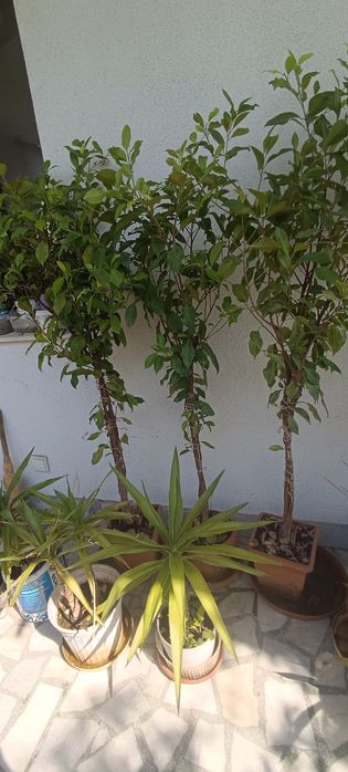Фикус Бенджамин Microcarpa 150 см.