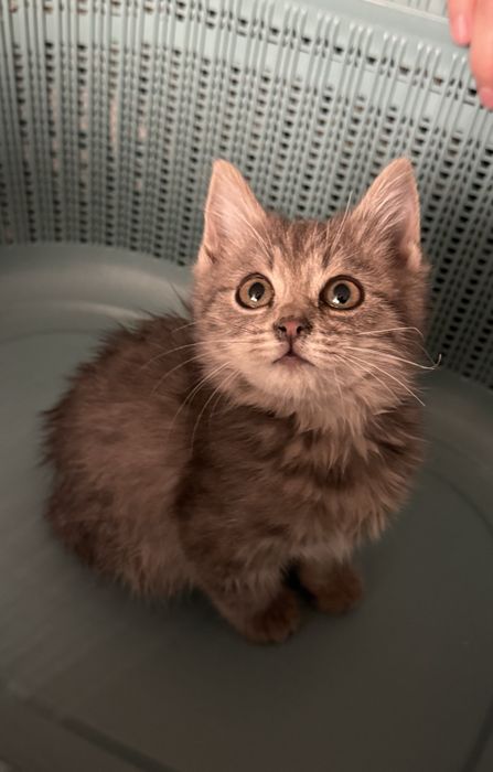 Отдадим котенка в добрые руки