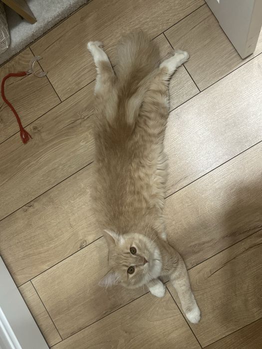 Отдам рыжего котенка в добрые руки