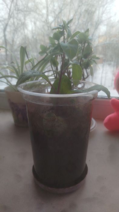 Комнатные растения