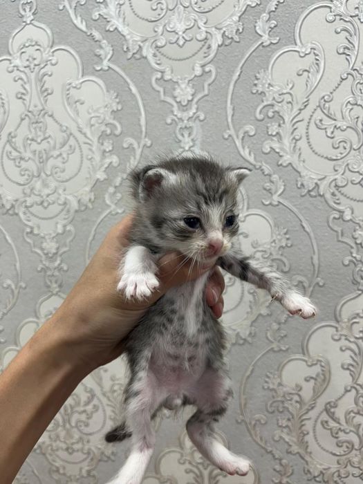 Милые сладкие котята