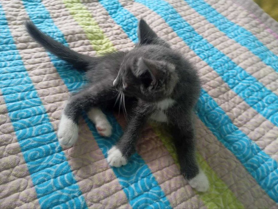 Отдам котят в добрые руки