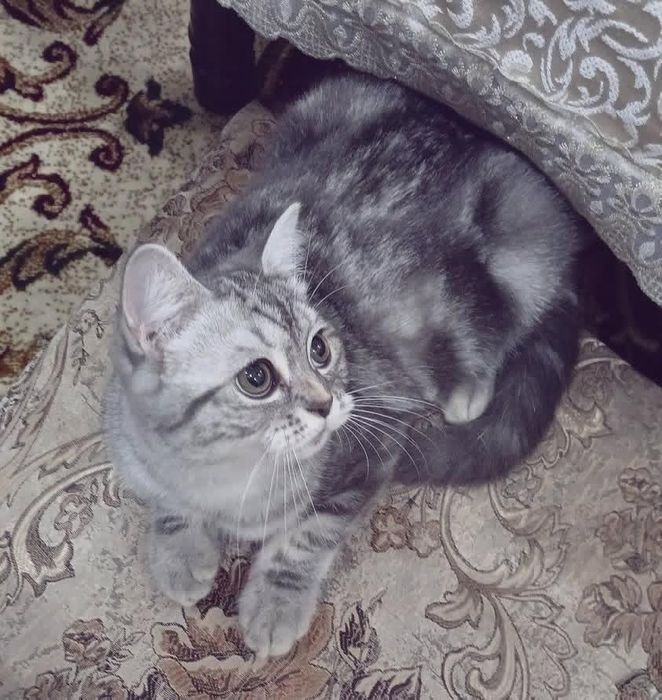 Britanski shorthair mushuk