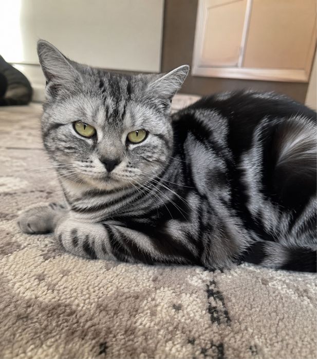 Шотландский котенок вислоухий