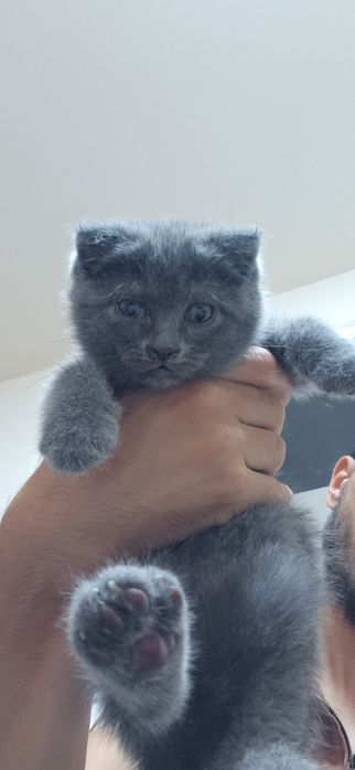 Scottish fold va straight