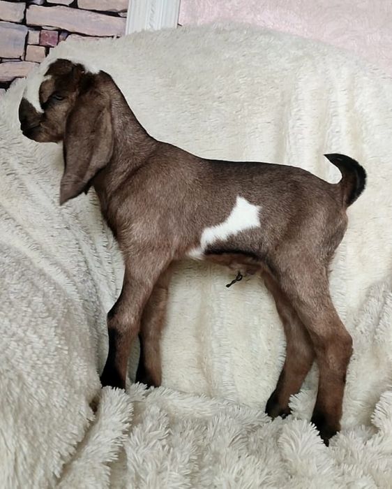 Козлик биталонуб