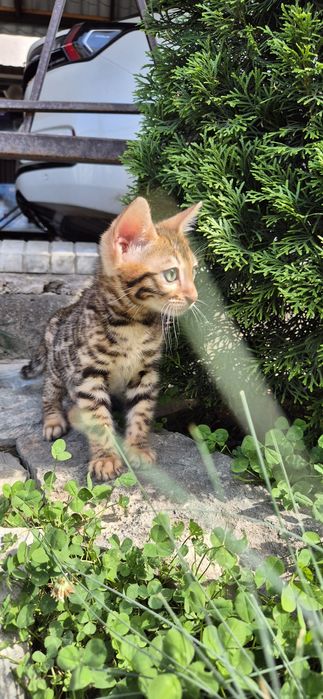 Бенгальские котята