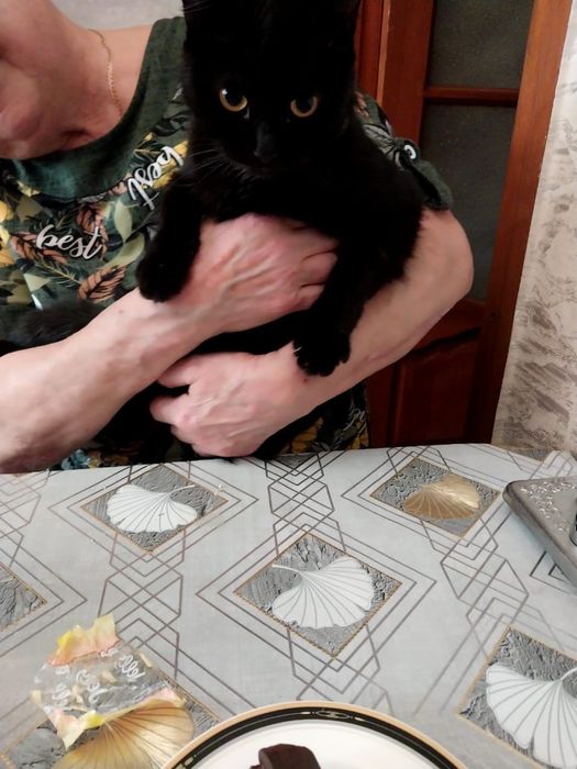 Отдам кошечку а частный дом