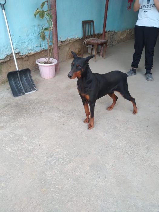 Доберман самка продается