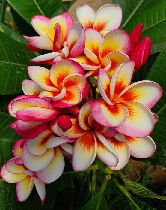 Plumeria Fire Blast plantă