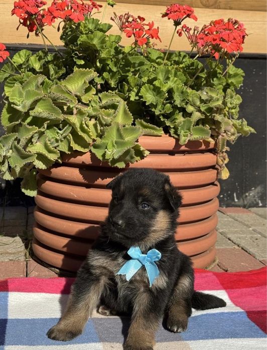 Немецкая овчарка щенка