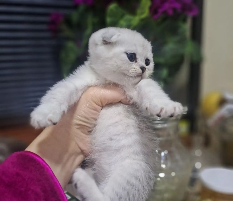Продаются шикарные  Шотландские  котята. Скотиш Фолд и Скотиш Страйт.