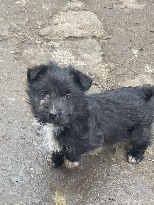 Dau spre adoptie caini